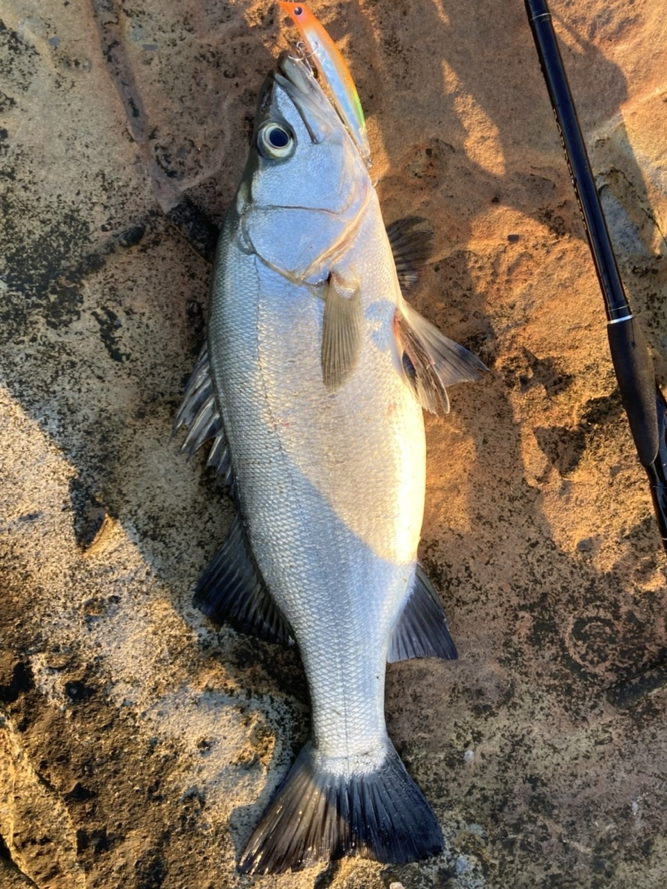 釣果: 和歌山の丸山様、ヒラスズキ58㎝