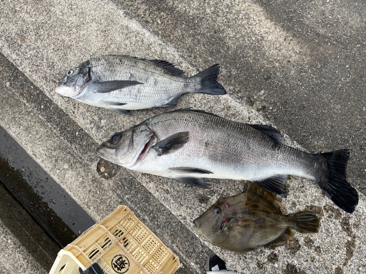 釣果: 和歌山のお客様、ヒラスズキ、チヌ、カワハギ