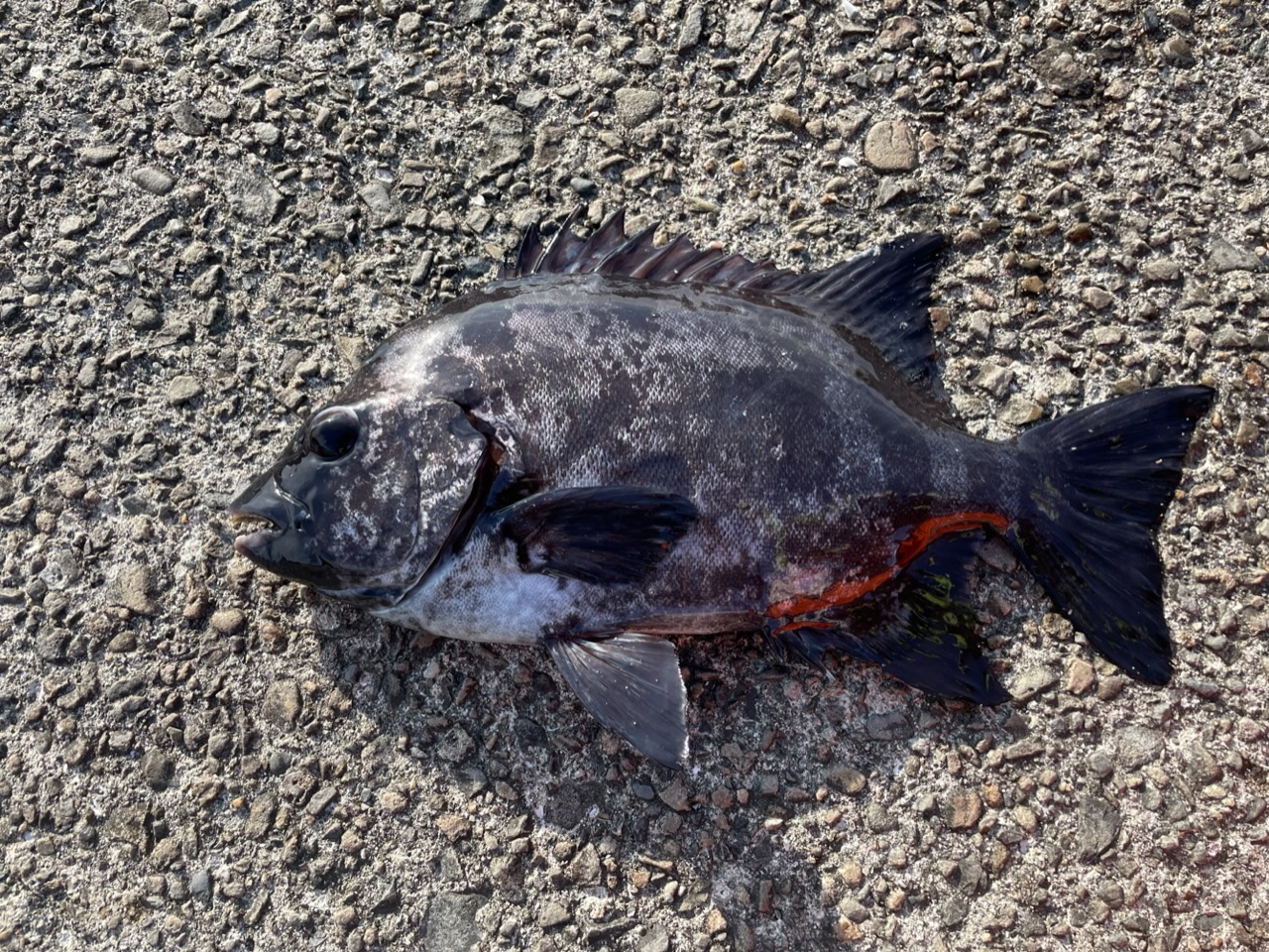 釣果: 和歌山の南雲様、石鯛37㎝