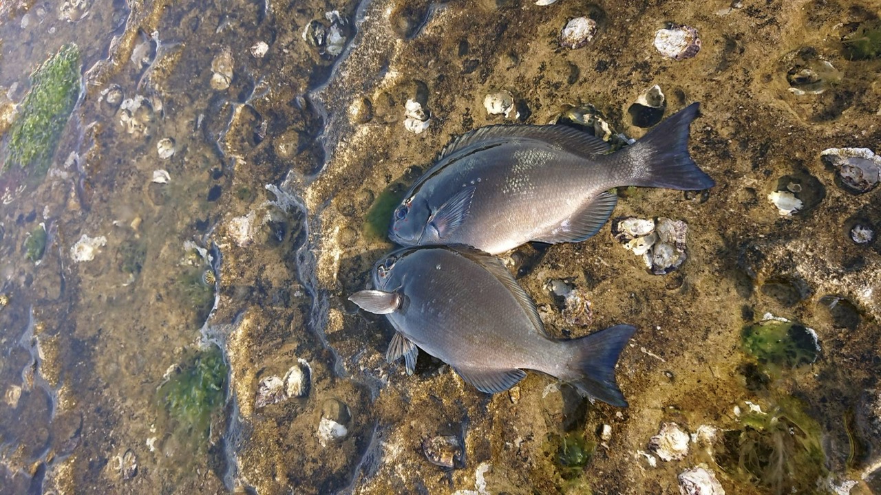 釣果: 和歌山の南雲様、グレ28㎝、32㎝