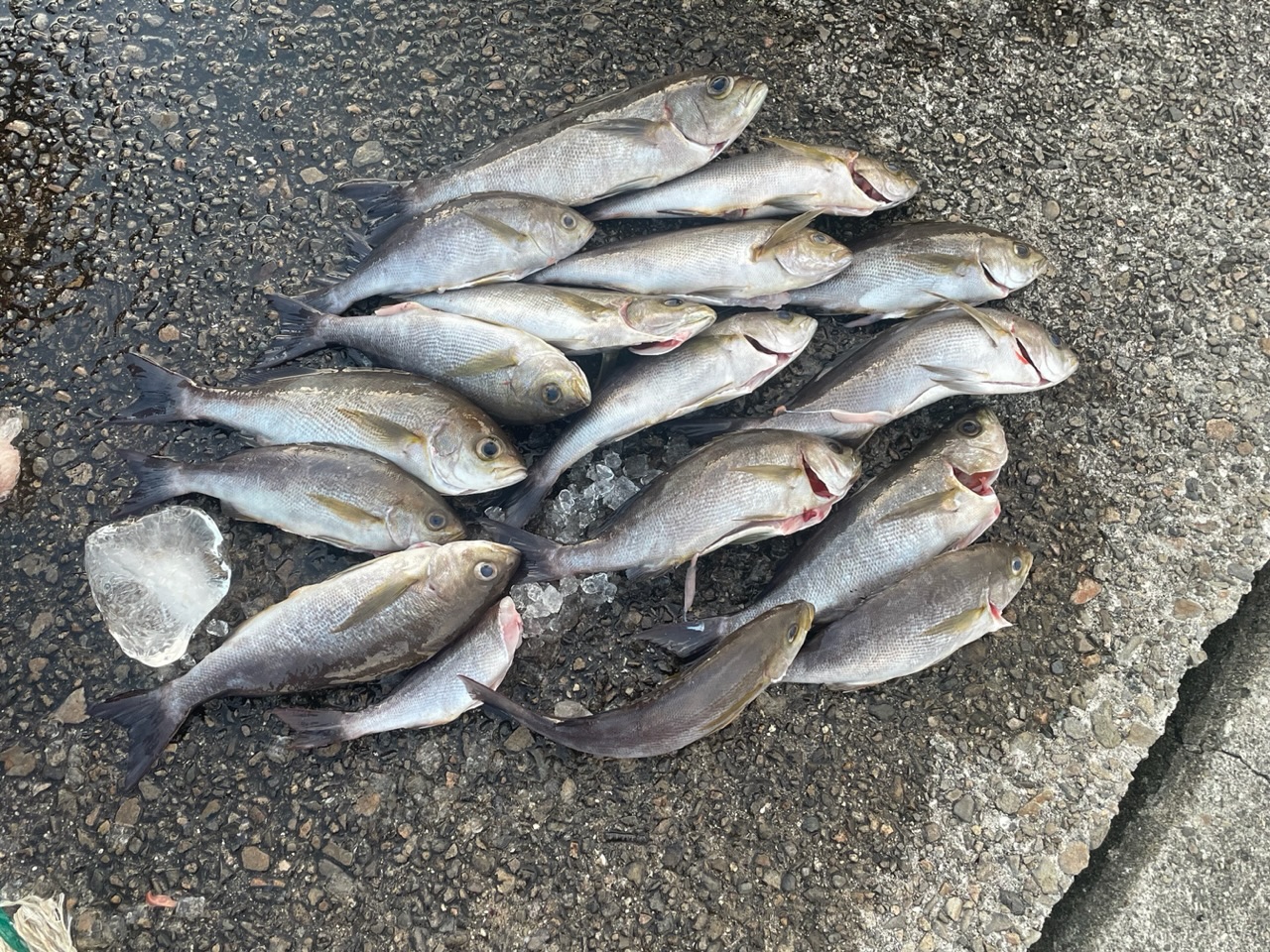 釣果: 夜釣り　神戸のお客様、イサキ