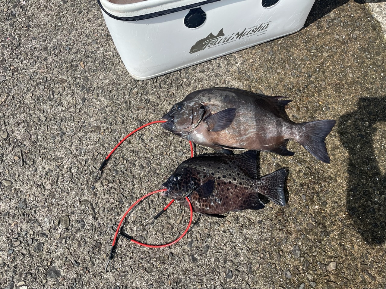 釣果: 和歌山のお客様石鯛・イシガキ