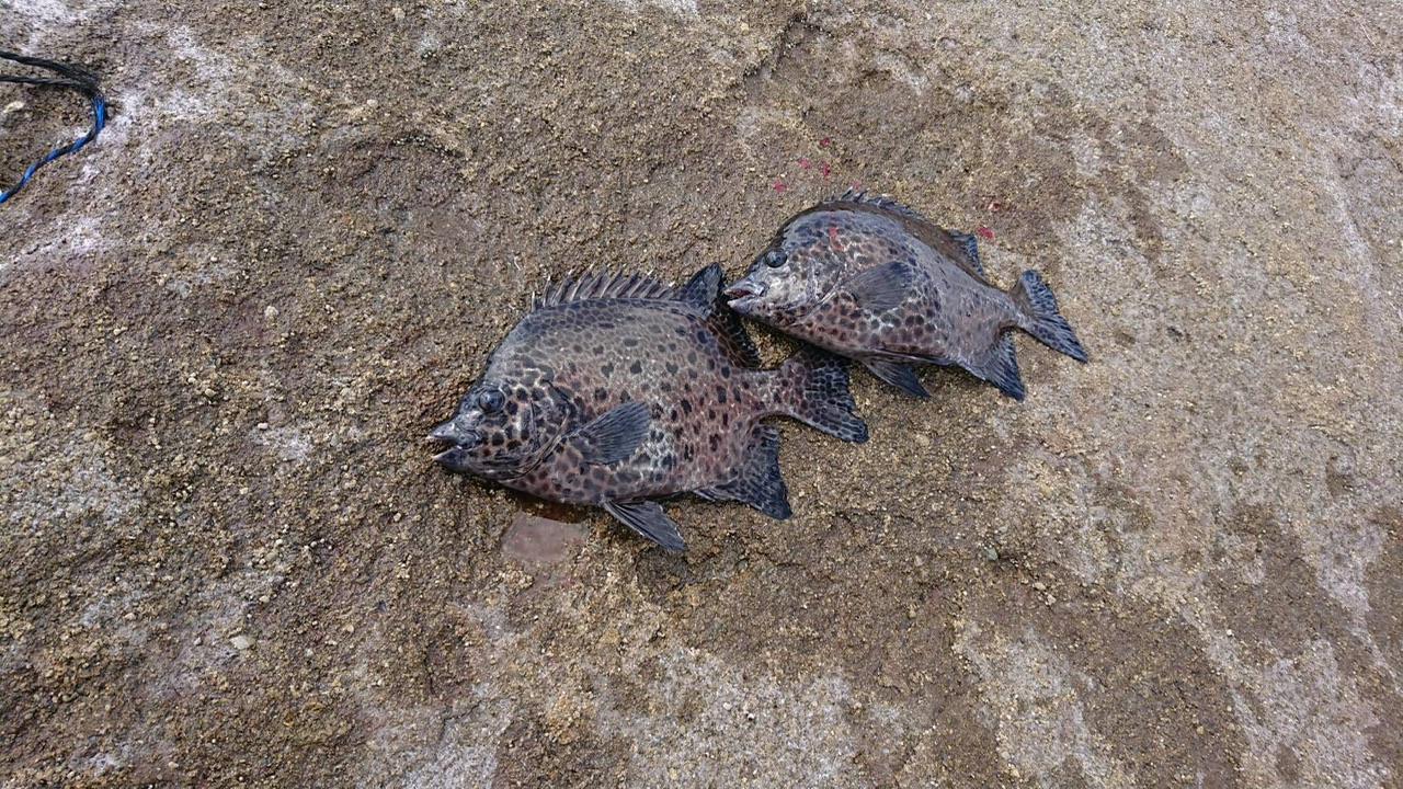 釣果: 和歌山の南雲様、イシガキ2枚