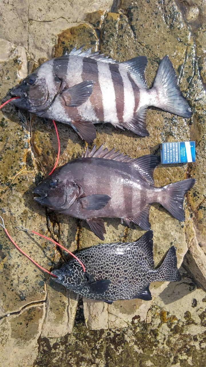 釣果: 和歌山の川崎様、石鯛2枚・イシガキ