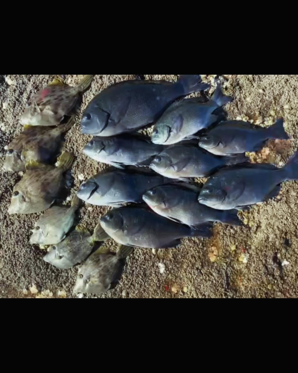 釣果: 奈良のお客様・グレ・カワハギ