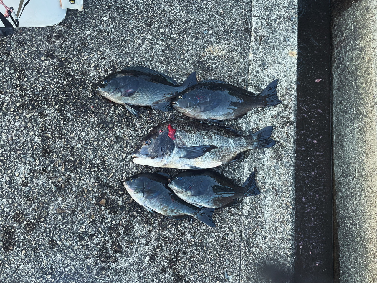 釣果: 和歌山のお客様、グレ・チヌ