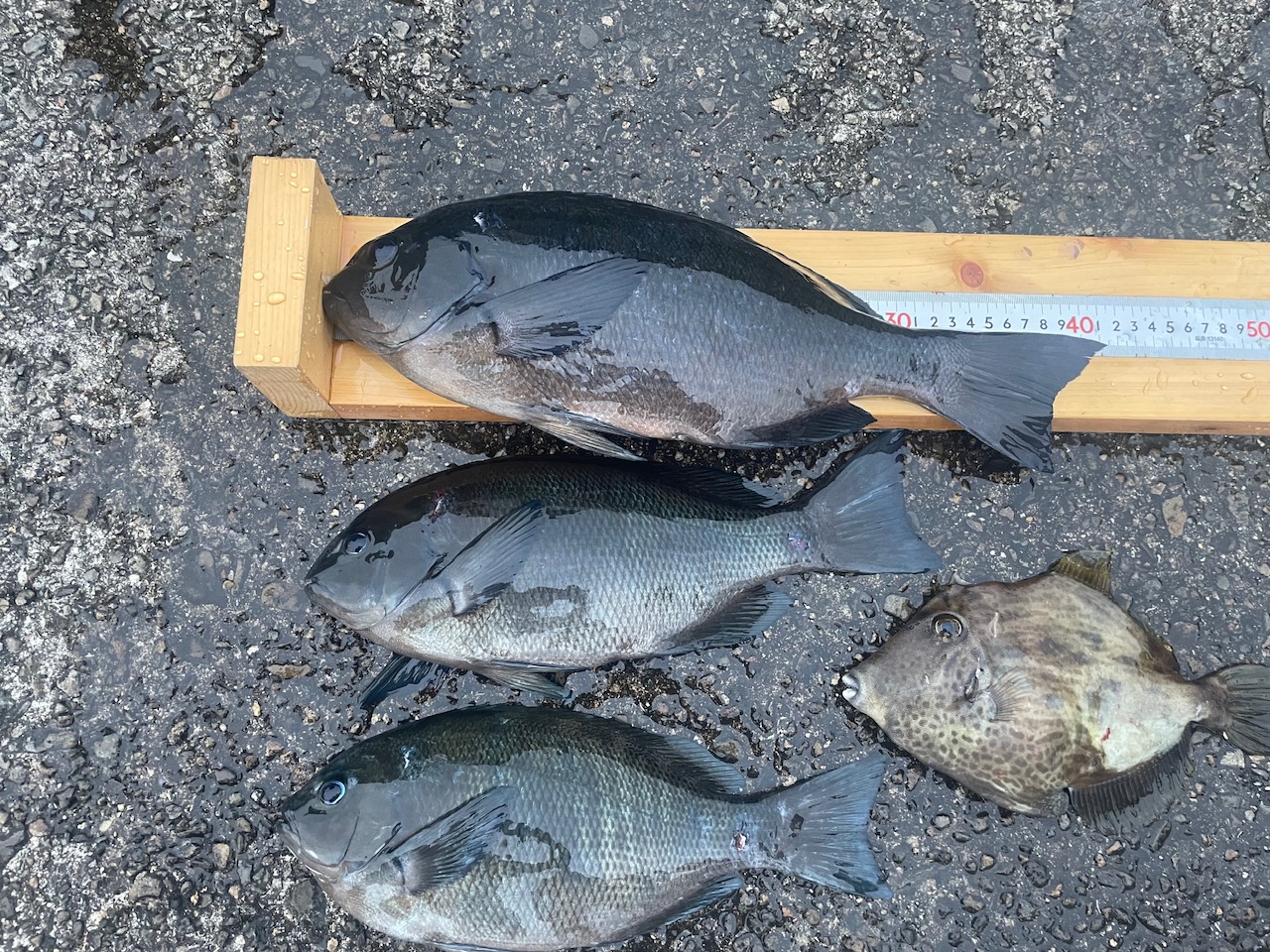 釣果: 県釣連の三角様、グレ3枚・カワハギ