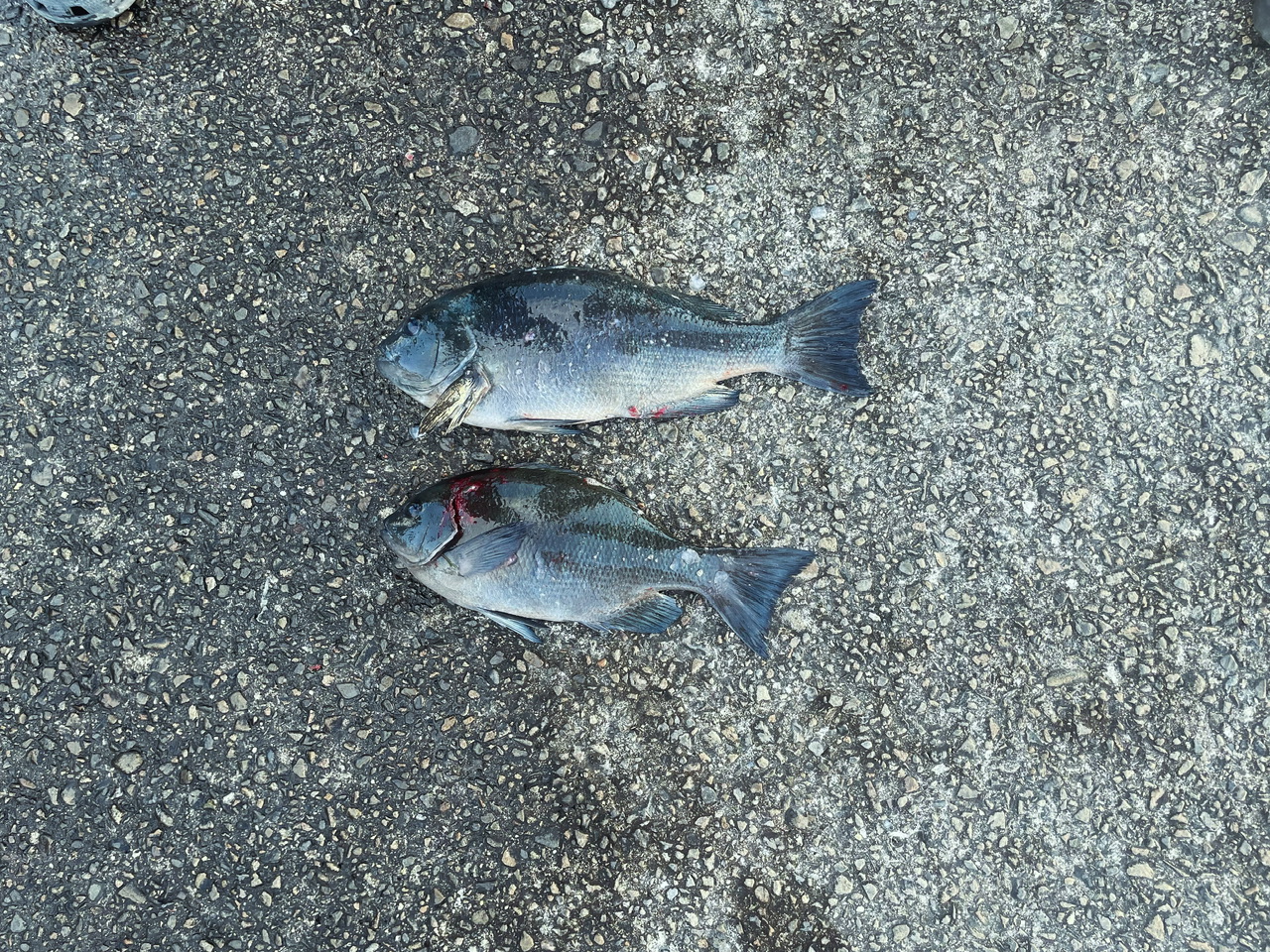 釣果: 御坊のお客様、グレ