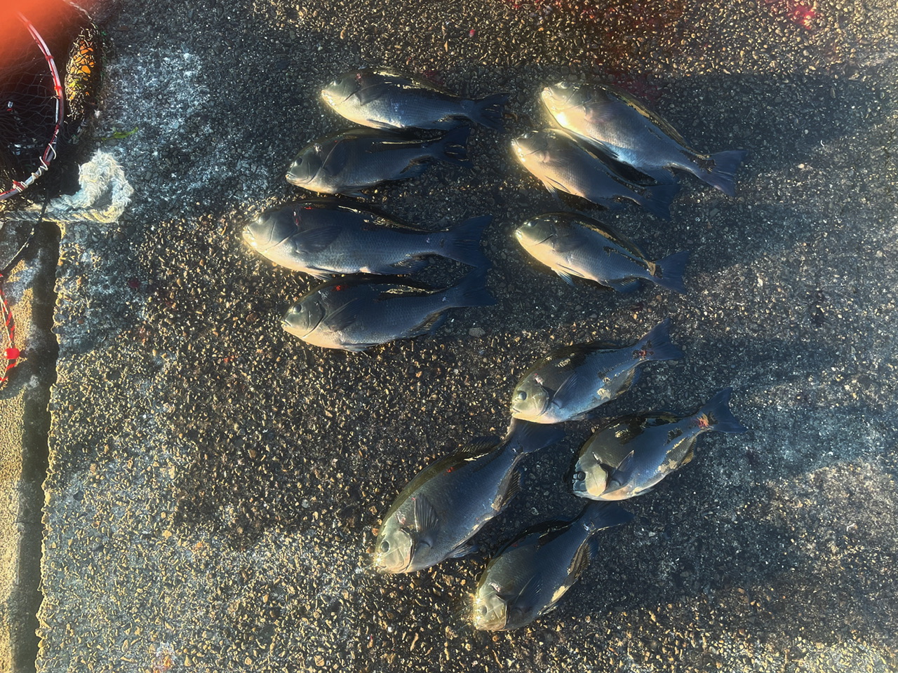 釣果: 県釣連のお客様・グレ