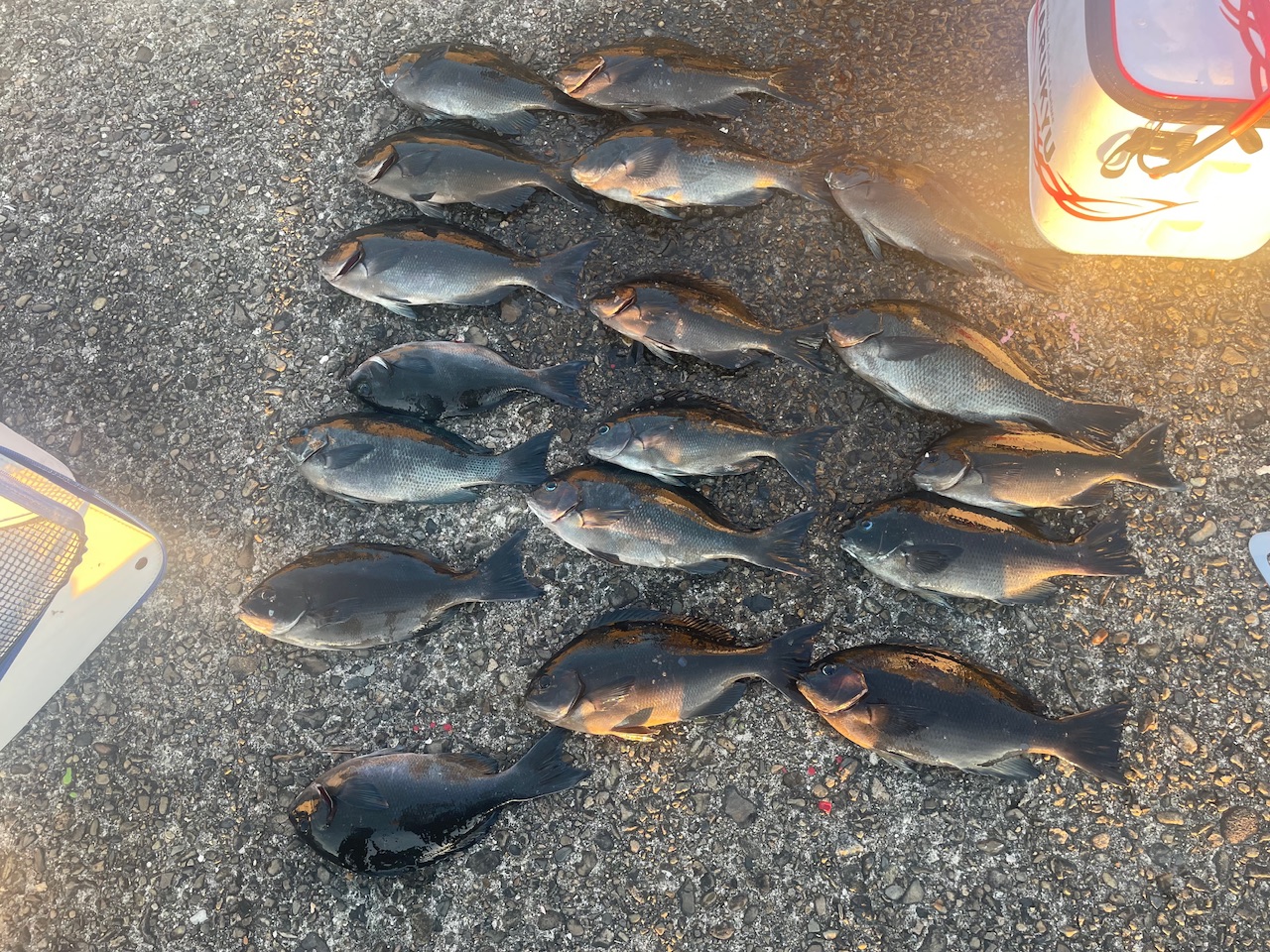 釣果: 田辺市のお客様、グレ