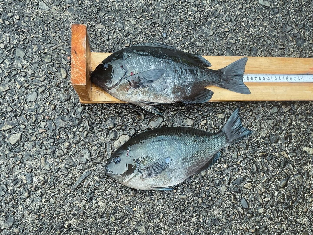 釣果: 大阪のお客様、グレ