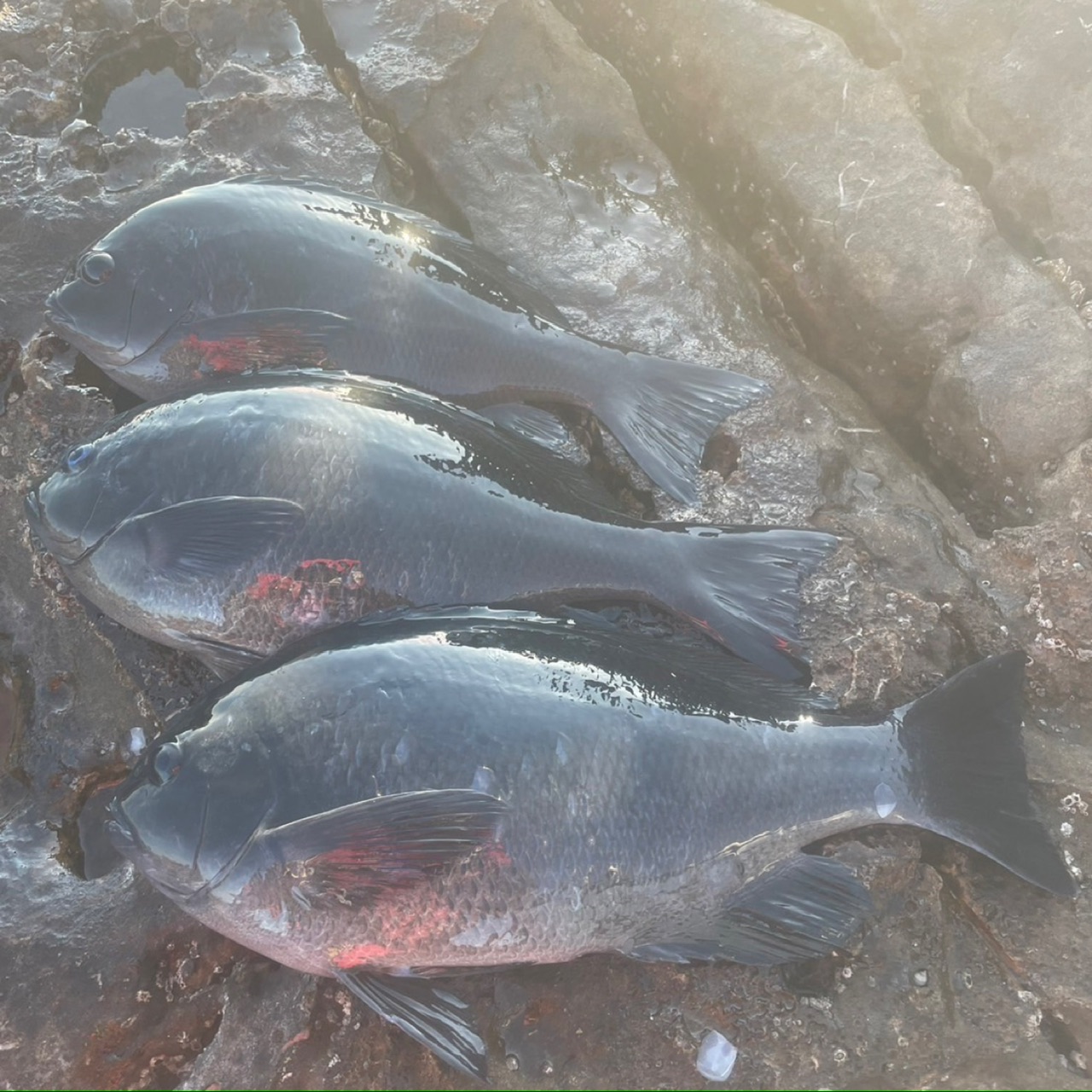 釣果: 田辺市のお客様、グレ